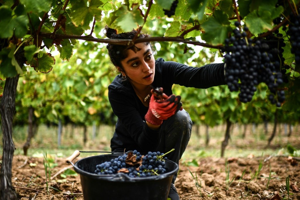A refugiada iraniana Soodeh Lashkarizadeh colhe uvas no terreno do vinicultor de origem iraniana Masrour Makaremi, dentro dos vinhedos Dubard, em Saint-Méard-de-Gurçon. (AFP/AFP)