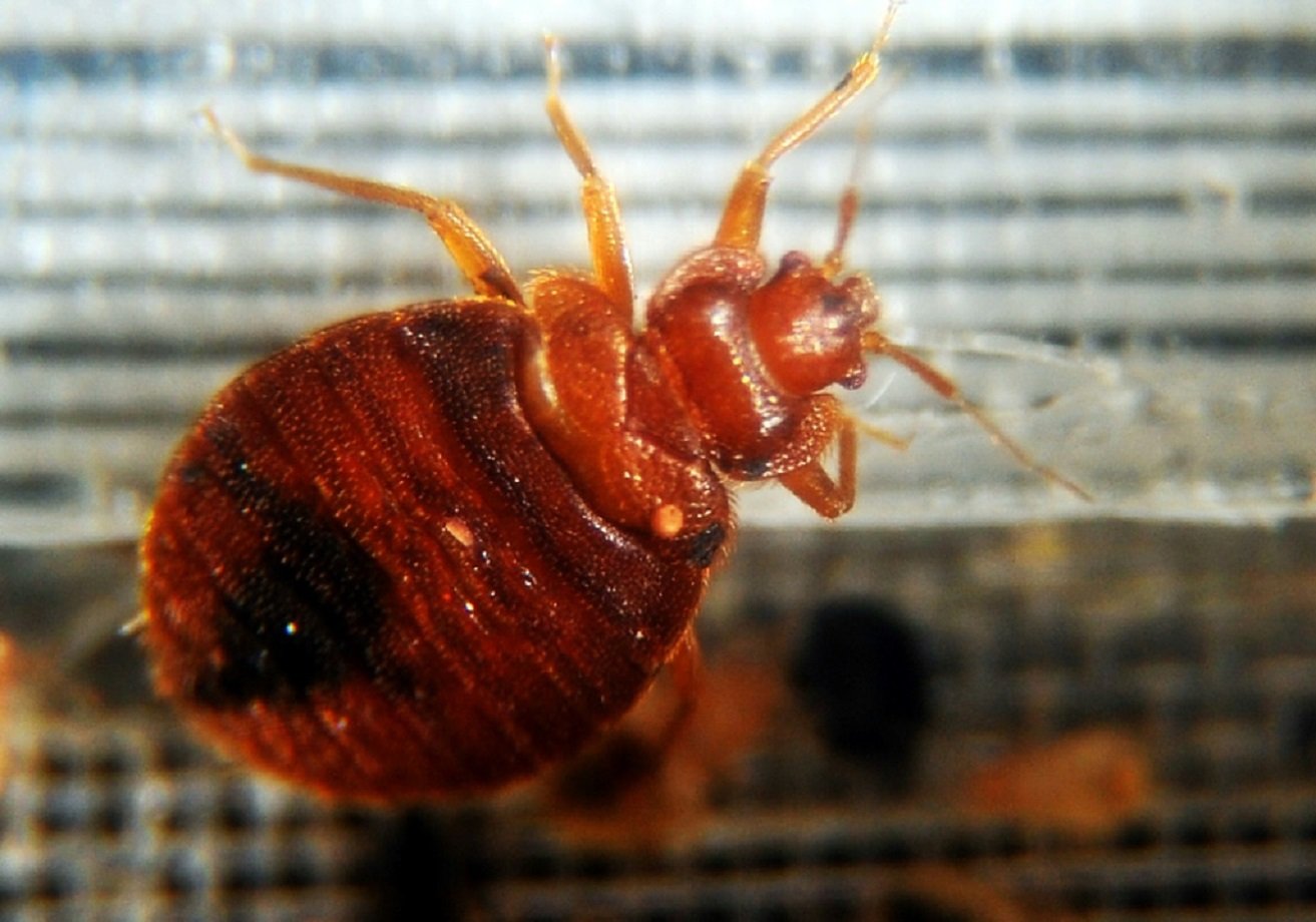Infestação de percevejos em Paris? Governo francês promete medidas para combater inseto