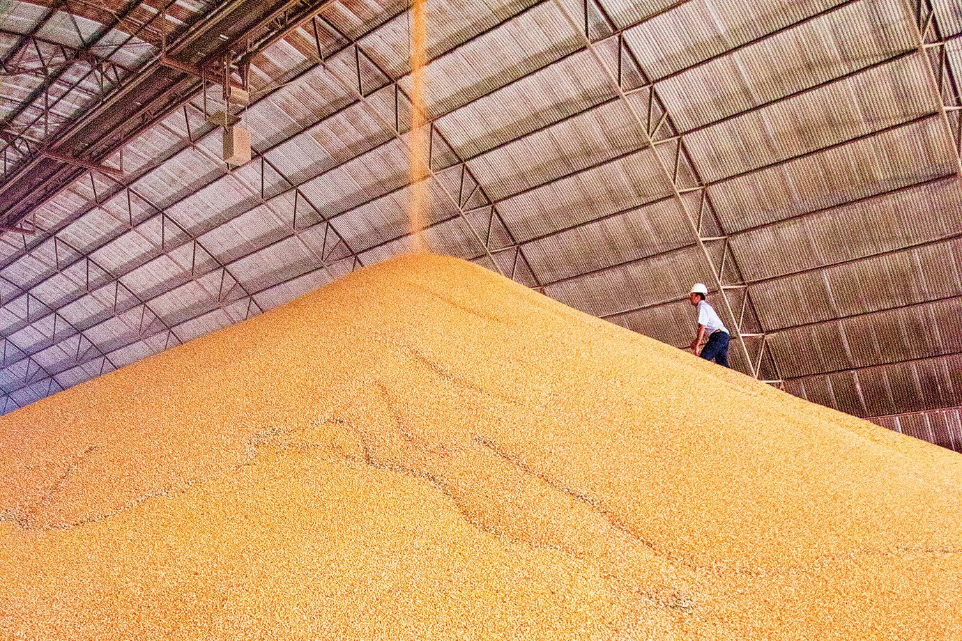 Galeria de fotos de As 6 principais commodities agrícolas que o Brasil exporta