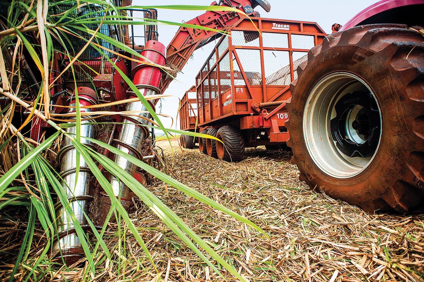 Cana-de-açúcar: expansão da área e queda na produtividade devem marcar safra 2024/25, diz Itaú BBA