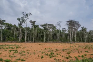 Imagem referente à matéria: Em 2023, o Brasil desmatou 228 hectares por hora