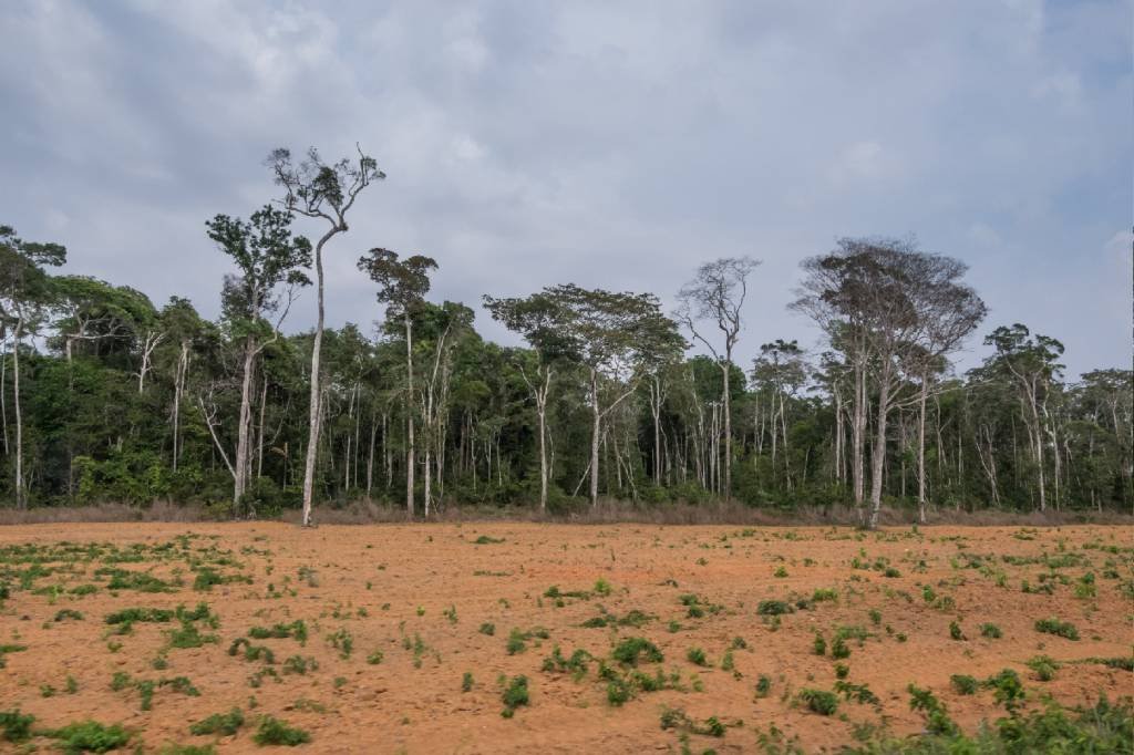 Em 2023, o Brasil desmatou 228 hectares por hora