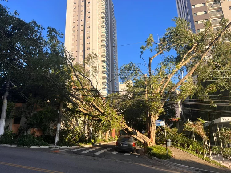 Árvore caída sobre fiação no Campo Belo, em São Paulo (@sergolesilva no X/Reprodução)