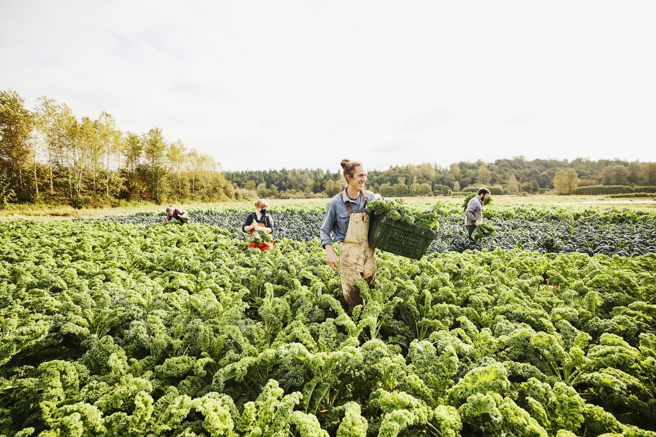 Agricultores brasileiros comemoram acordo com a UE e alertam para protecionismo