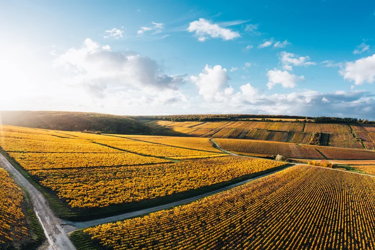 Chablis: região produtora de vinho na França. (Francesco Riccardo Iacomino/Getty Images)