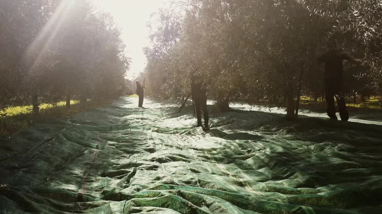 Oliveiras cultivadas pela Filippo Berio, na Itália: secas e pragas têm afetado a produção global de azeite (Filippo Berio/divulgação/Exame)