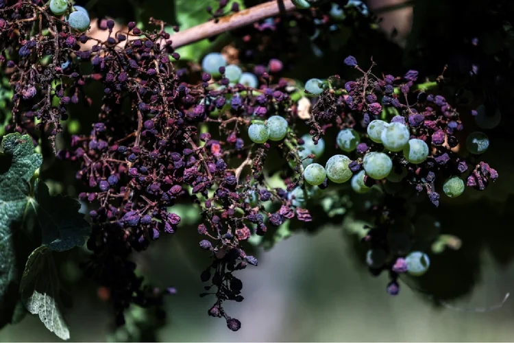 Vinhos: França manteve sua produção estável  (Agence France-Presse/AFP)