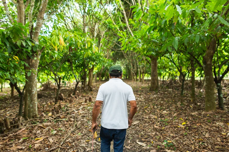 A capacitação gratuita é voltada a organizações, negócios sociais e cooperativas que atuem na preservação da biodiversidade brasileira