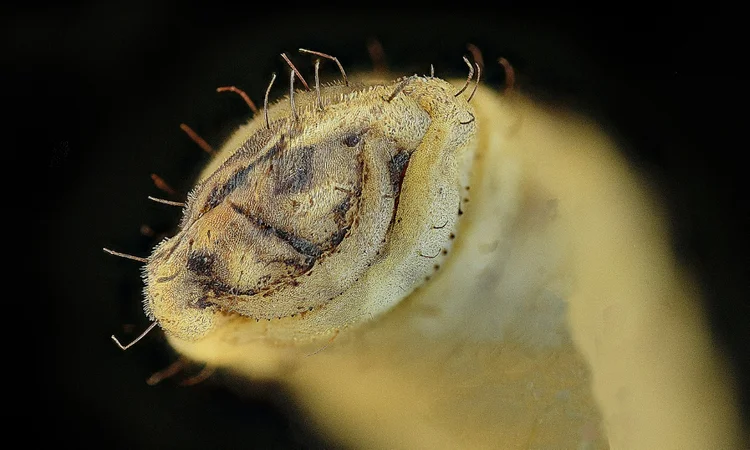 Larva de mosca-soldado-negra em San Jose, Costa Rica (Alberto PEÑA, Ezequiel BECERRA / STR / © /AFP)
