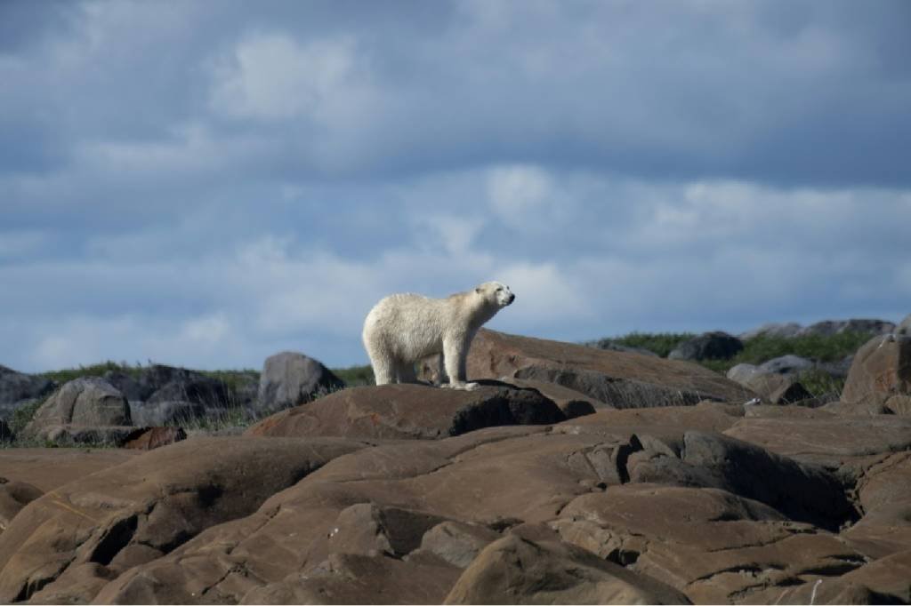 Mudanças climáticas: urso polar sofre consequências do aumento das temperaturas no planeta (Agence France-Presse/AFP Photo)