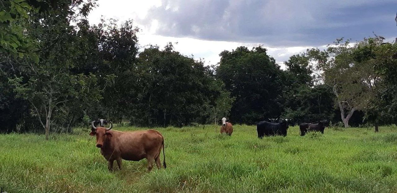 Carne com sementes de baru, uma receita para reduzir o desmatamento e aumentar os lucros da pecuária