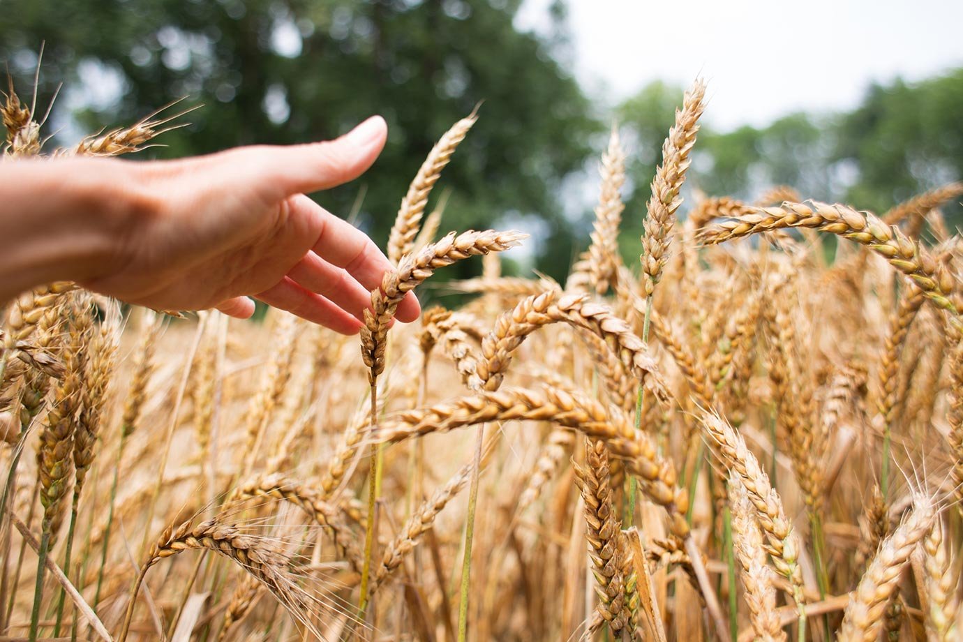 “A agricultura é impactada, mas também pode ser uma solução”