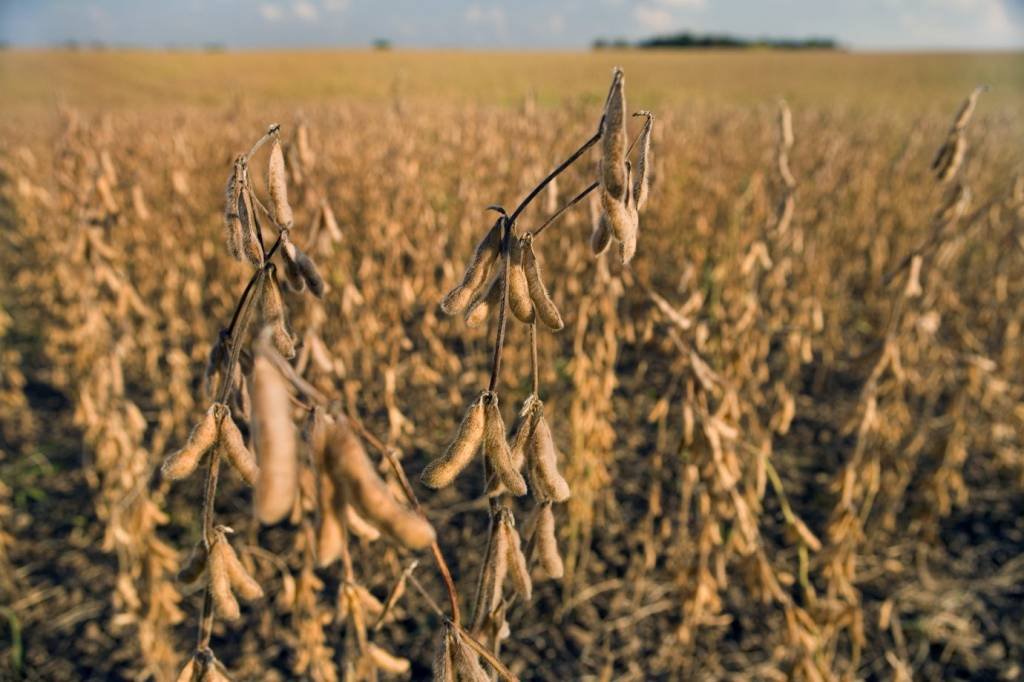 Colheita de soja 2023/24 atinge 66,3% da área no país, diz Conab