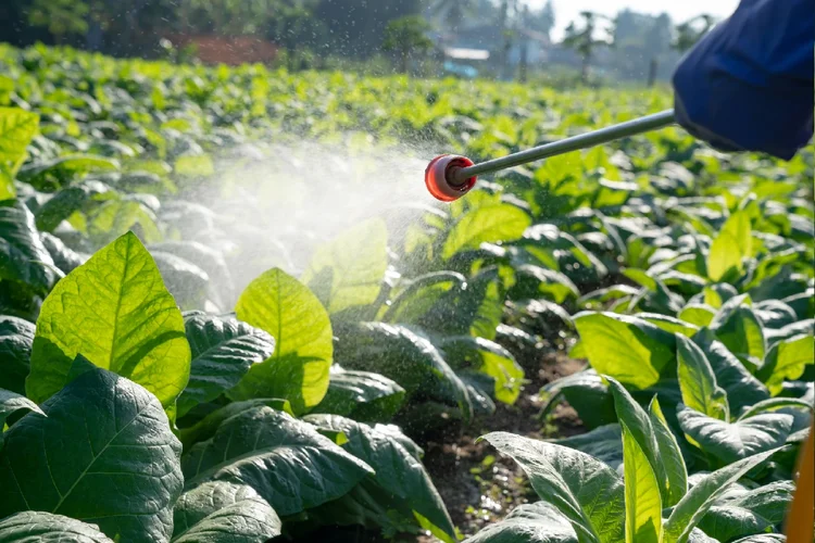 Agrotóxicos: produtos representam grande risco para saúde humana (Sirisak Boakaew/Getty Images)