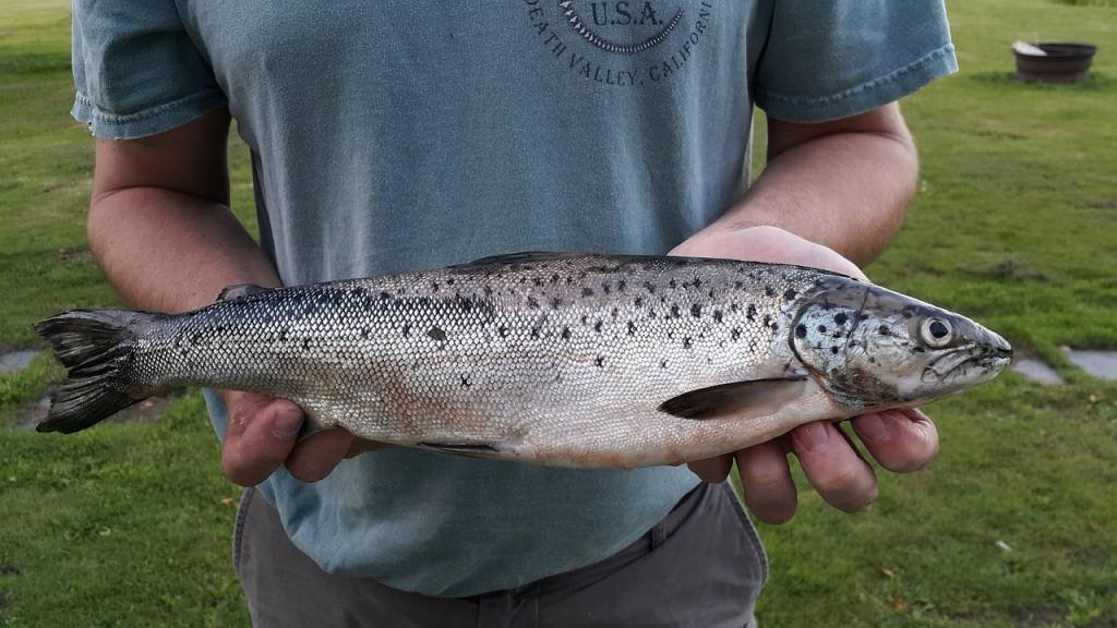 Salmão ameaçado: veja quais são as espécies sob risco