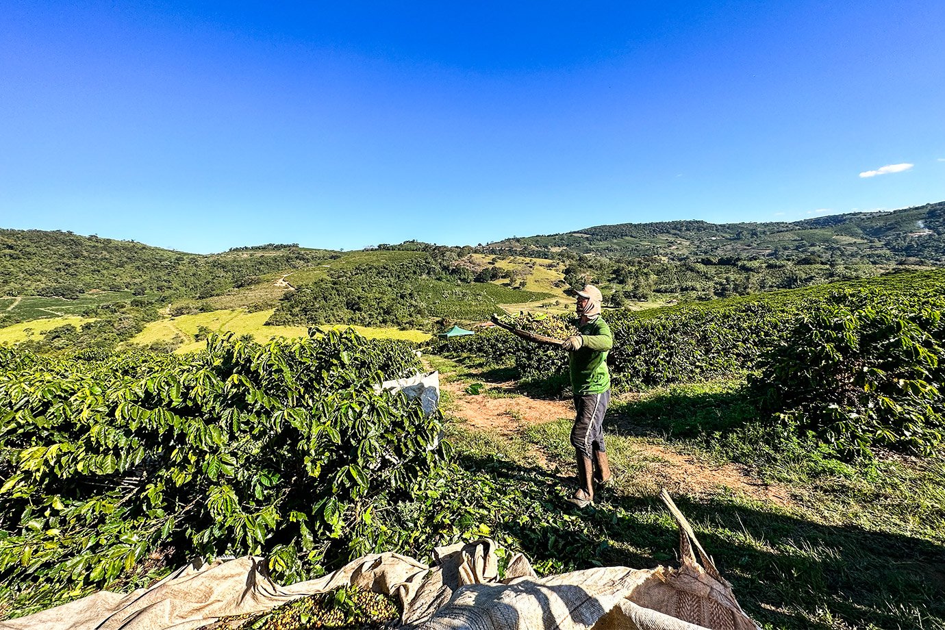 Para proteger produtor brasileiro, B3 lança contrato futuro de café robusta em reais