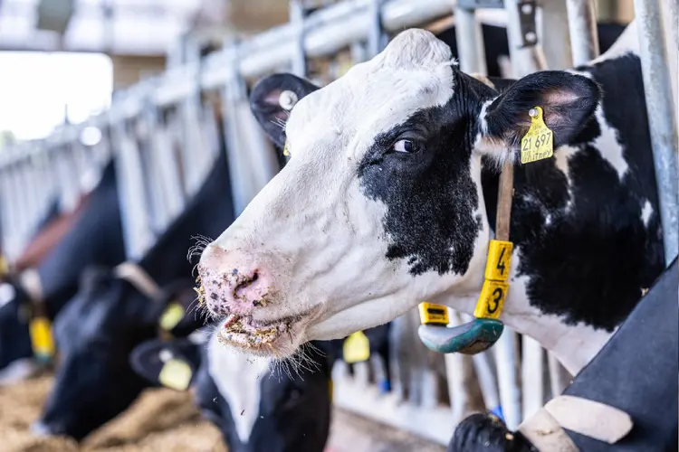 Produtores de leite: repasse será de mais de R$ 700 milhões (Guido Kirchner/Getty Images)