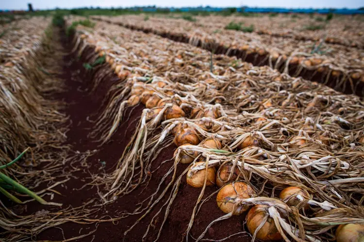 Colheita de cebolas em Minas Gerais: produto foi um dos que registrou os maiores aumentos em 2023 (Wenderson Araujo/Trilux/Sistema Senar-CNA/Reprodução)