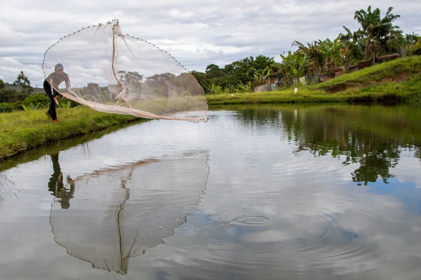 Tilápia do Vietnã, protestos e mercado nacional: os bastidores do peixe mais produzido do Brasil