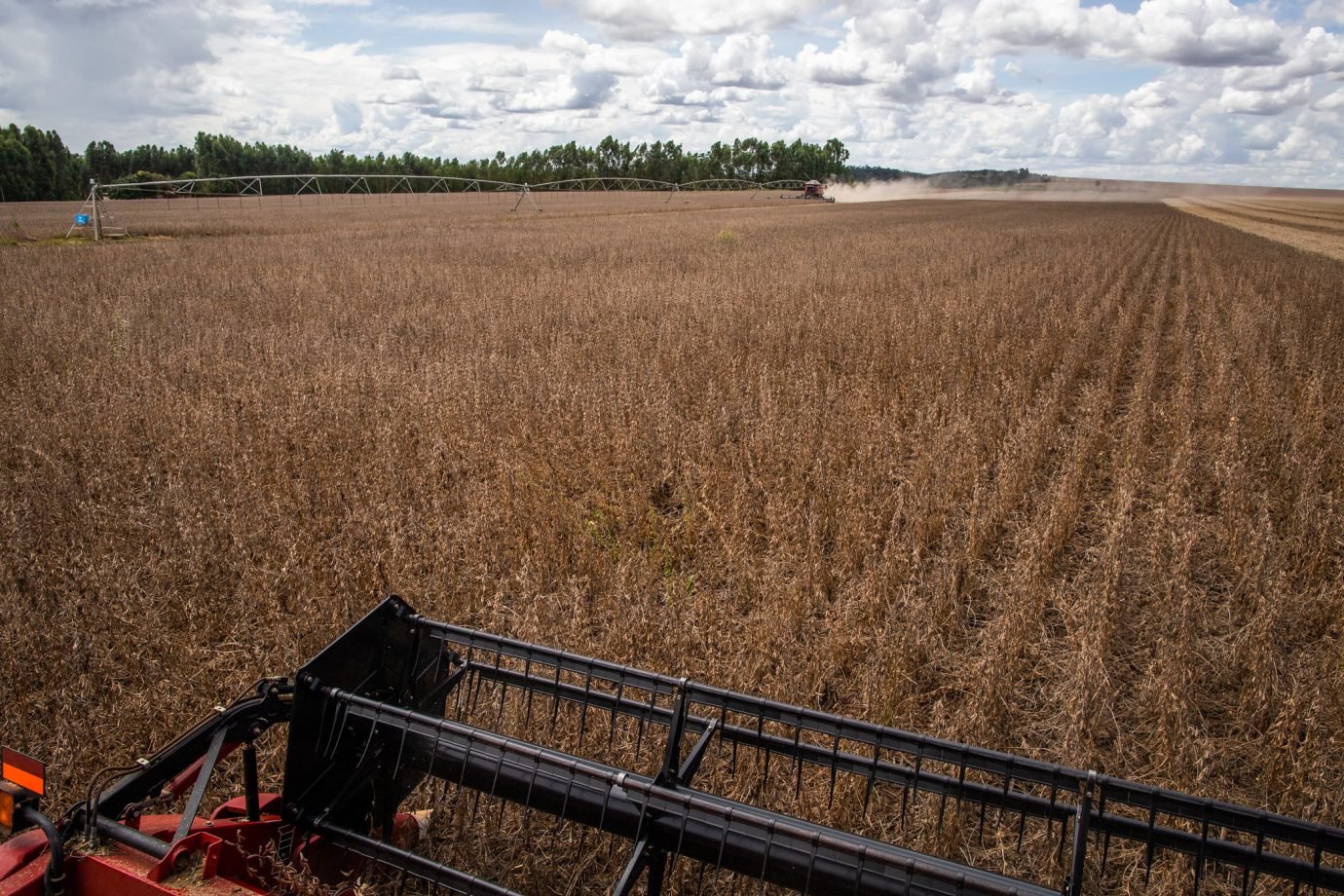 PIB da soja e do biodiesel melhora no 3º trimestre, mas previsão de queda de 6% para 2024 é mantida