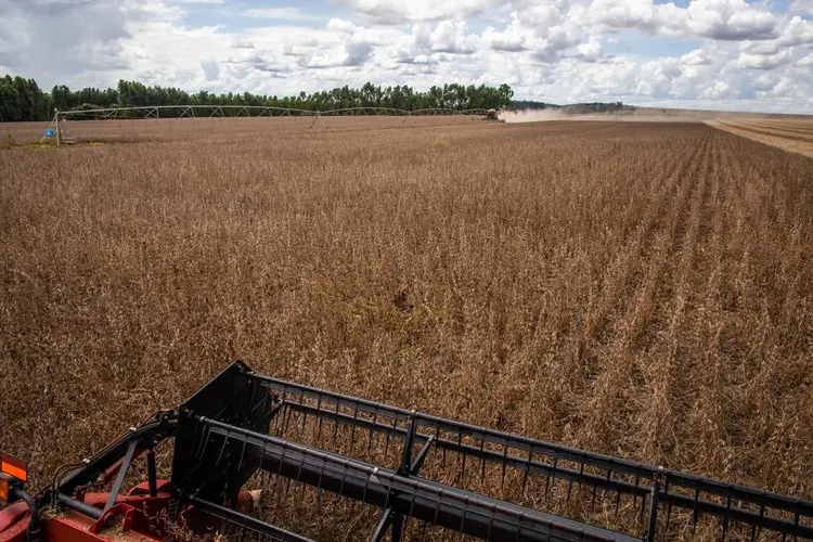 Plantação de Soja: segundo consultoria, redução na colheita pode ter impacto negativo de R$ 24 bilhões neste ano (Wenderson Araujo/Trilux/Sistema Senar-CNA/Reprodução)