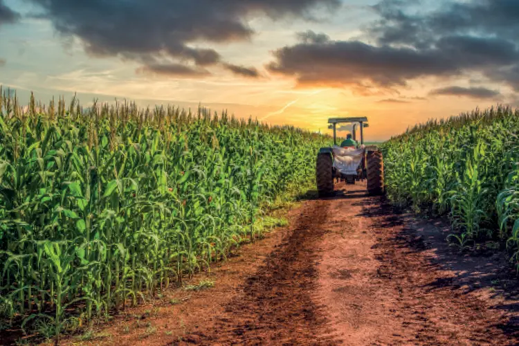 Lavoura de milho: a Conab estima que a colheita chegue a 117,6 milhões de toneladas na safra 2023/24 (Mailson Pignata/Getty Images)
