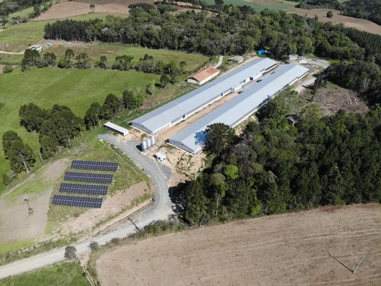 Granja abastecida com energia solar: gasto com eletricidade é o terceiro maior custo em uma granja produtora de frango de corte (JBS/Divulgação)