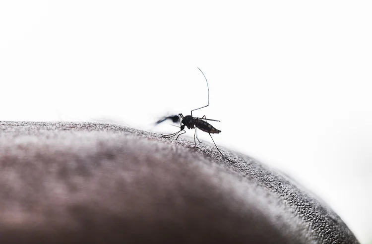 The Aedes Mosquito Is A Known Vector Of Several Viruses Including Yellow Fever Virus, Dengue Virus, Chikungunya Virus, And Zika Virus. Aedes Mosquitoes Begin Their Blood Meal From The Human Body In A Forest At Tehatta, West Bengal; India On 15/01/2024. Aedes Sp. Mosquitoes Are Active During The Daytime, Show Aggressive Human-biting Behavior, And Prefer To Live Near People And Animals To Bite. Only Fertilized Female Mosquitoes Will Suck Blood, Because They Need Proteins To Make Their Eggs Develop. (Photo by Soumyabrata Roy/NurPhoto via Getty Images) (Soumyabrata Roy/Getty Images)