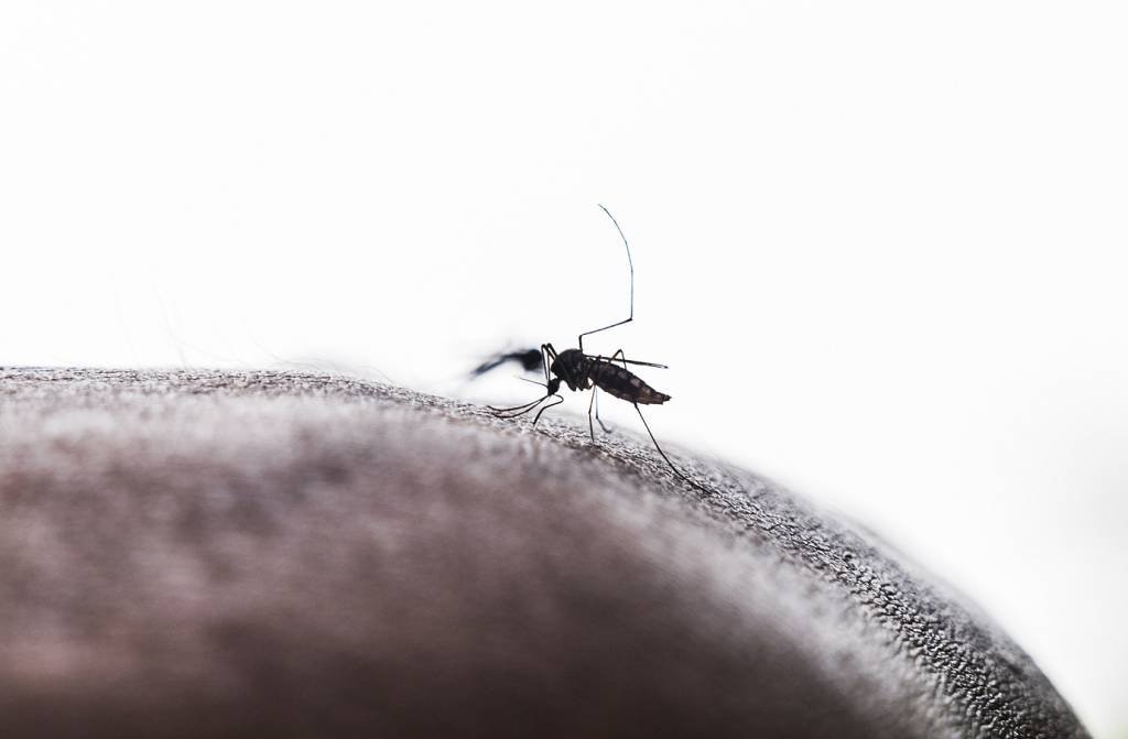 Dengue: Foram realizadas 1.160.347 atividades de combate ao Aedes aegypti pelas equipes da Secretaria Municipal da Saúde (SMS) (Soumyabrata Roy/Getty Images)