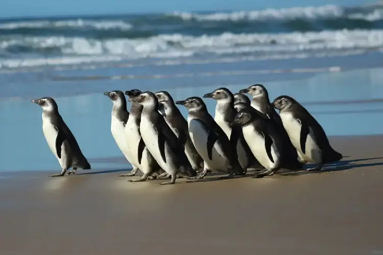 Petrobras: iniciativa da empresa visa proteger pinguins em seu habitat natural (Agência Petrobras/Divulgação)