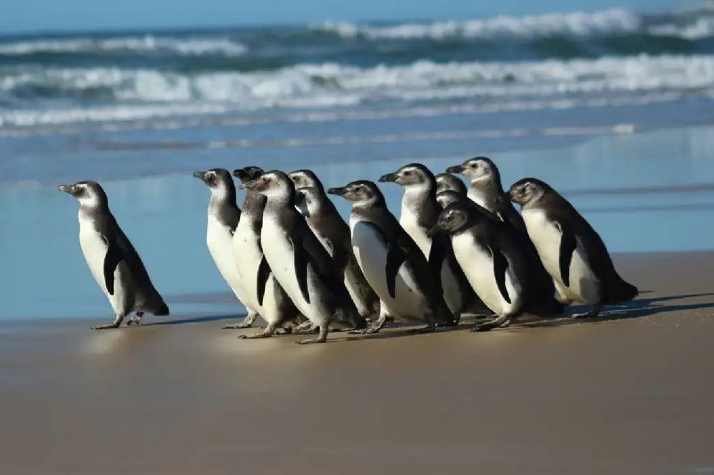Petrobras reabilitou 1,1 mil animais encontrados nas praias em 2023
