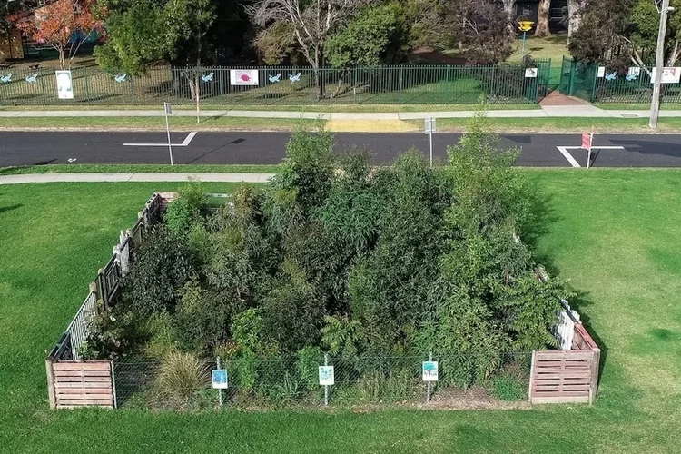 Mini floresta em jardim de Woolong, na Austrálias