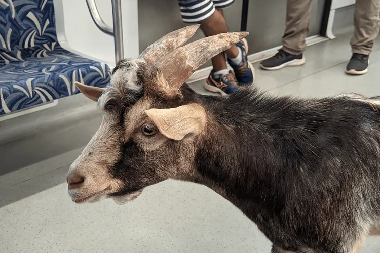 Bode foi flagrado em vagão de trem da CPTM em SP (Redes Sociais/Reprodução)