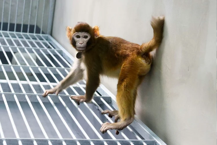 O macaco rhesus clonado, chamado Retro, em foto de 2023 no Instituto de Neurociências da Academia Chinesa de Ciências em Xangai (AFP)