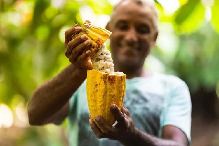 Cocoa Life: no Brasil, mais de 1.500 produtores fazem parte do programa global da Mondelēz para o fomento à produção sustentável do cacau no mundo  (Mondelez/Divulgação)