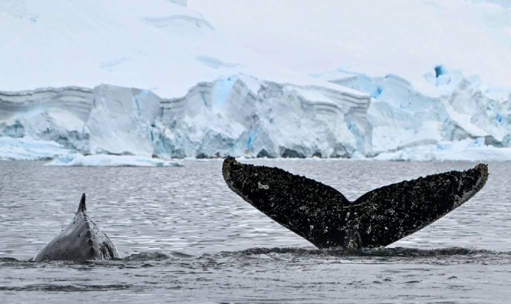 Ecossistema da Antártica vira termômetro mundial sobre a poluição com microplásticos
