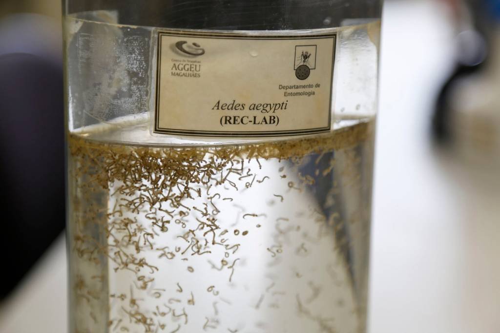 Cidade do Rio tem primeira morte por dengue em 2024