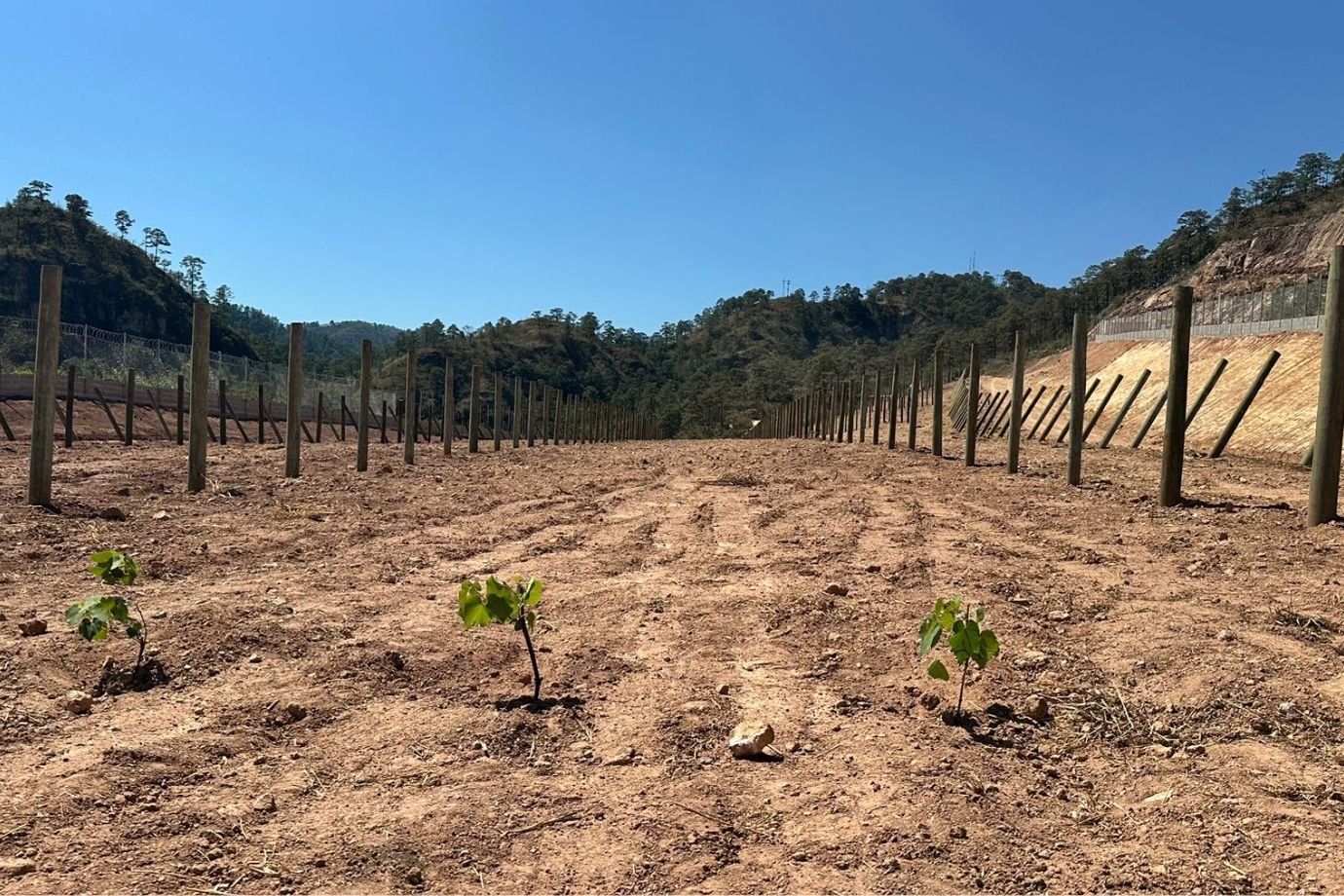 Na Aura Minerals, um vinho que vale ouro