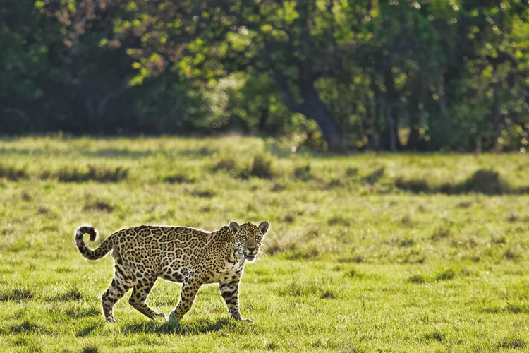 Onça-pintada: experiências na região incluem safáris conduzidos por biólogos que fornecem informações detalhadas aos visitantes sobre a fauna local. (Divulgação/Divulgação)