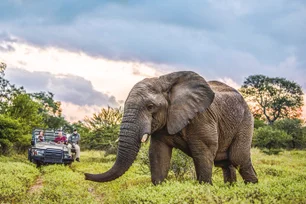 Imagem referente à matéria: Pesquisadores registram pela primeira vez elefantes realizando rituais de enterro de filhotes