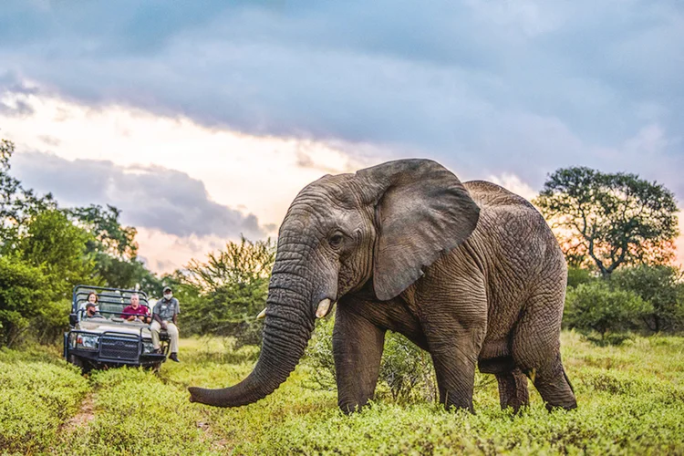 Cerca de 130 mil elefantes habitam a Botsuana (Kapama River Lodge/Divulgação)