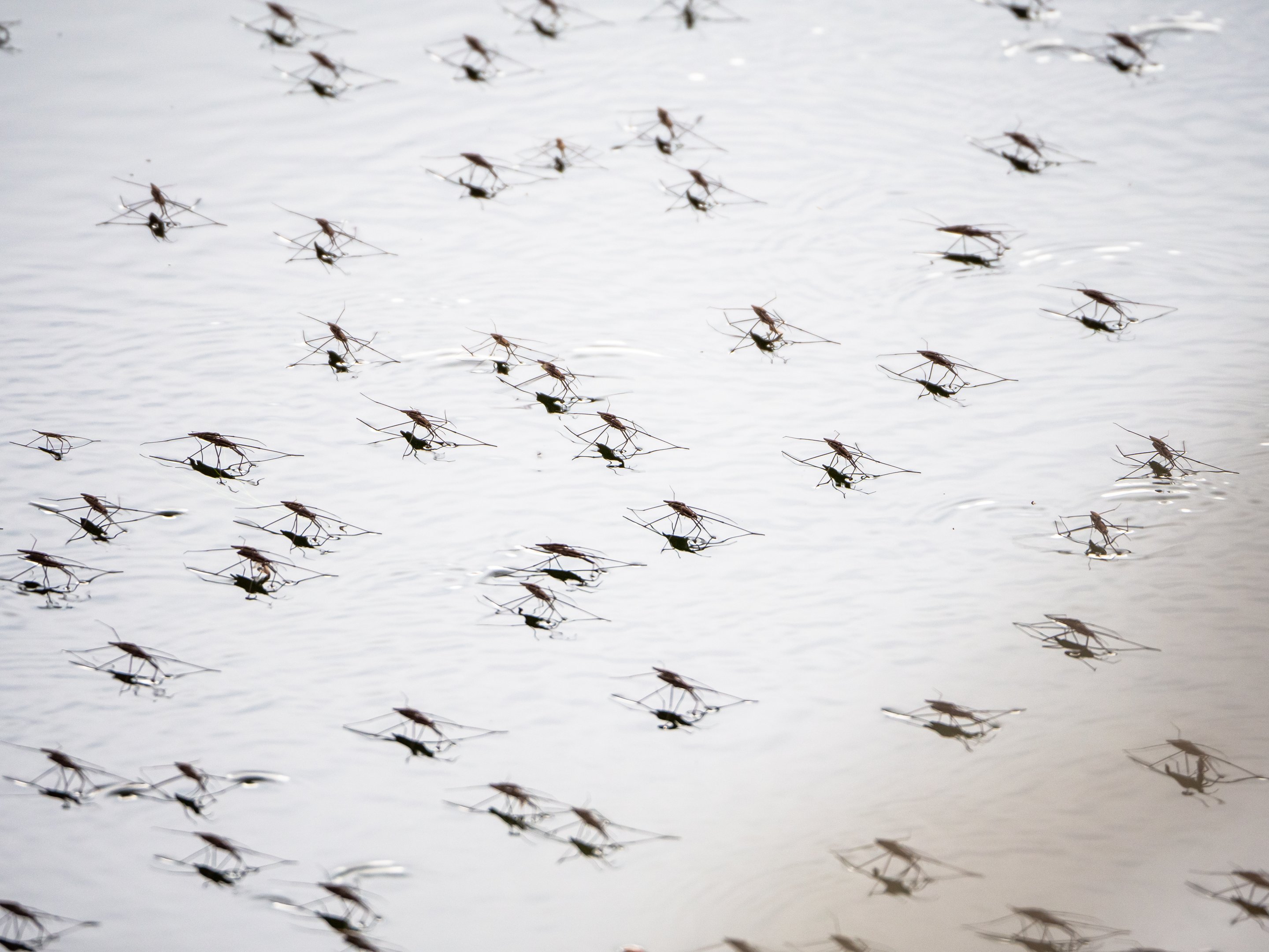 Invasão de mosquitos em Buenos Aires faz Milei e oposição trocarem acusações