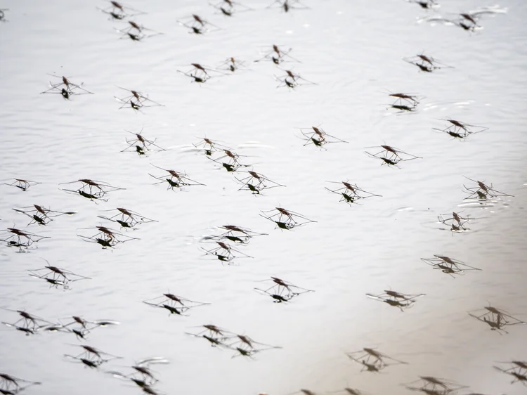 Mosquitos: espécie não transmite dengue, dizem os cientistas