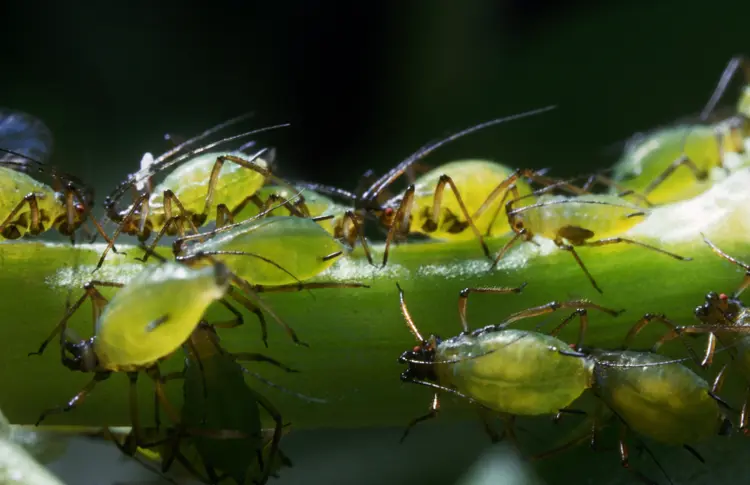 A group of aphids cling to a plant stem. (	Clouds Hill Imaging Ltd./Getty Images)