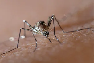 Quase um quinto dos casos de dengue pode ser atribuído à mudança climática, afirma estudo