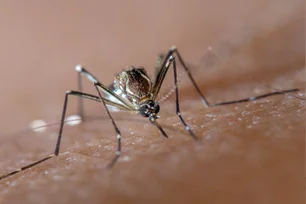 Imagem referente à matéria: Quase um quinto dos casos de dengue pode ser atribuído à mudança climática, afirma estudo