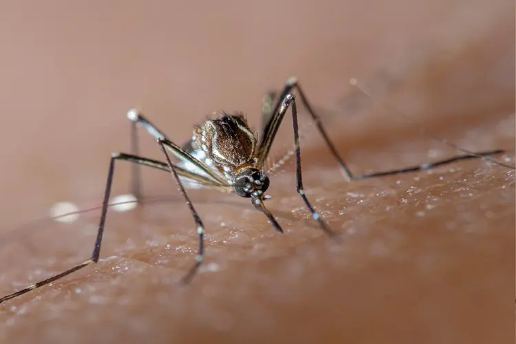 Dengue: doença é transmitida pelo mosquito Aedes Aegypti (Joao Paulo Burini/Getty Images)