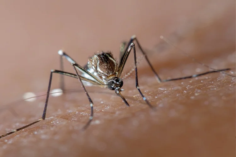 Dengue: doença é transmitida pelo mosquito Aedes aegypti  (Joao Paulo Burini/Getty Images)