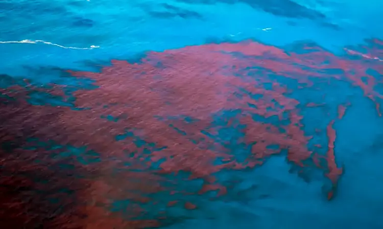 Maré Vermelha: crescimento excessivo de algas provoca fenômeno no mar (Cetesb/Divulgação)