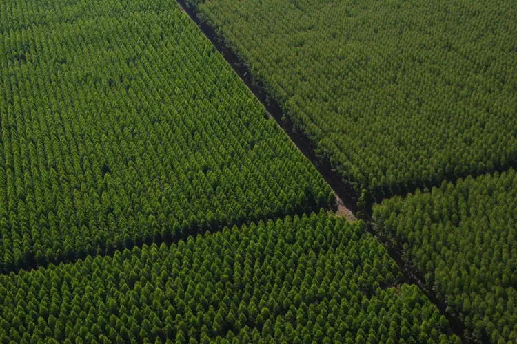 Floresta da Dexco em Minas Gerais: apesar da base florestal de mais de 140 mil hectares, empresa tem metas ambiciosas na redução de emissões (Dexco/Divulgação)
